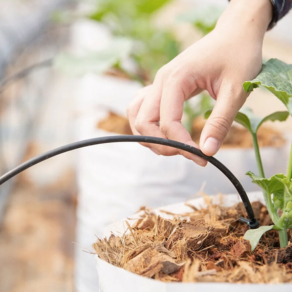 Semillas thumbnail 2